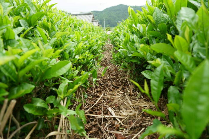 茶草場農法
