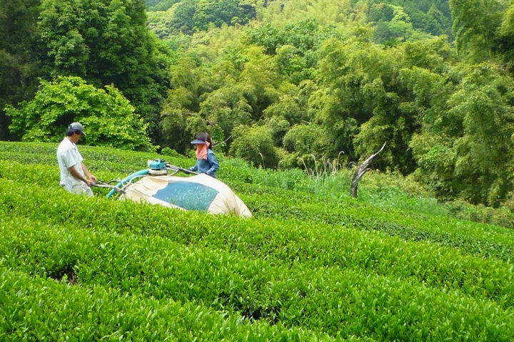 お茶刈り風景