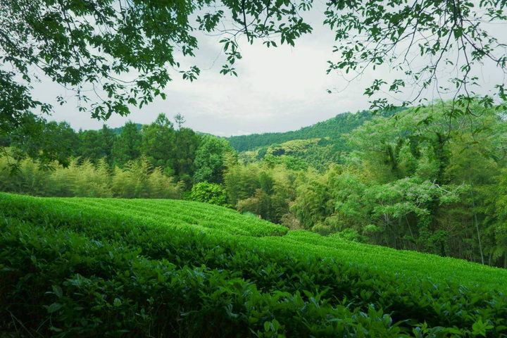 茶園の風景