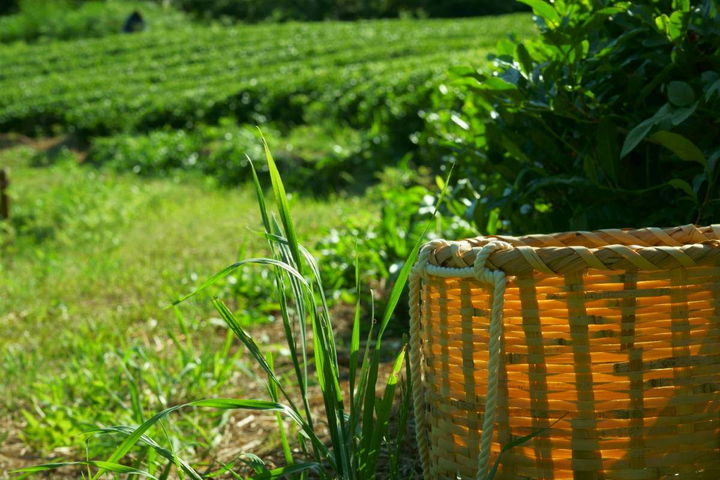茶畑と雑草